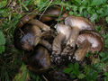 Hygrophorus camarophyllus